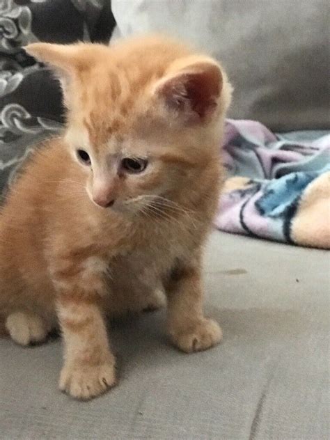 ginger kittens for sale uk