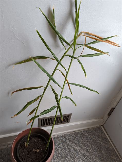 Ginger Lily Overwintering