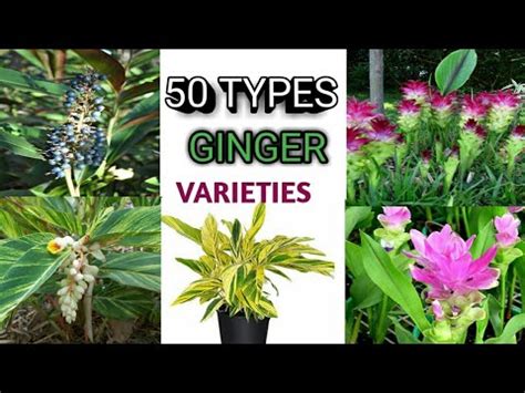 Ginger Plant Identification