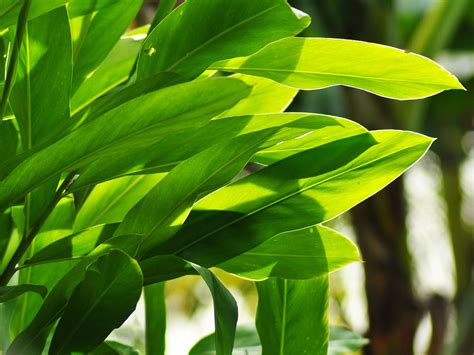 Ginger Plant Leaf