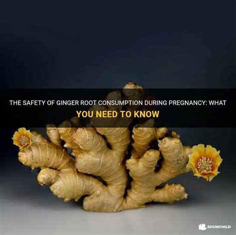 Ginger Root Safe During Pregnancy