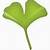 ginkgo biloba animated png