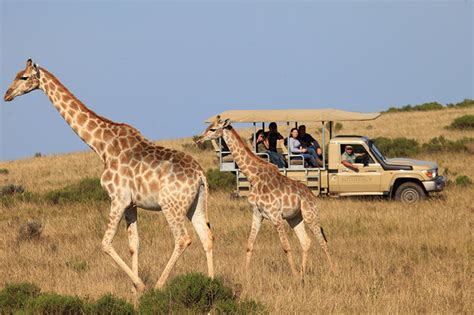 giraffe Botlierskop game drive