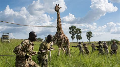 giraffe center conservation efforts
