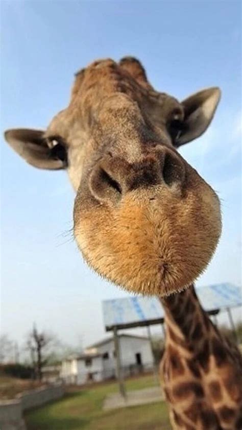 Giraffe Face Iphone Wallpaper