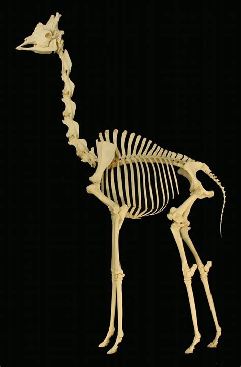 Giraffe Skeleton
