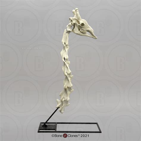 Discover the Astonishing Details of the Giraffe Skull