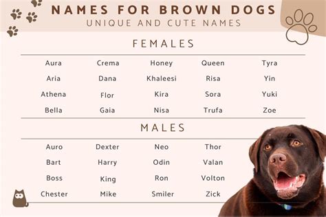 Girl Dog Names for Brown Dogs