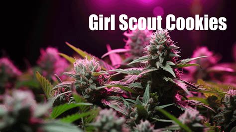 girl scout cookies 2023 weed