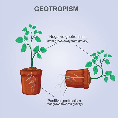 give an example of positive and negative geotropism