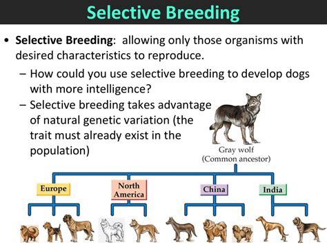 give an example of selective breeding
