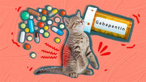 give cat gabapentin