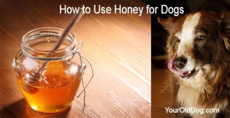 give dog honey for kennel cough