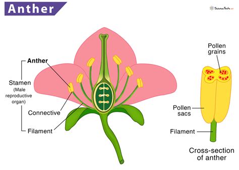 Give The Functions Of A)Flower B)Anther C)Stomata