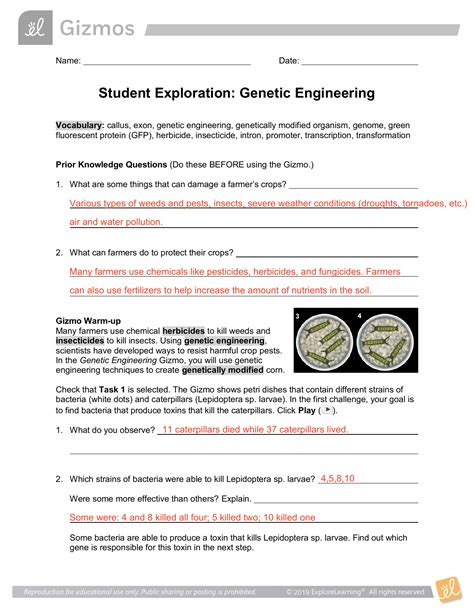 Gizmo Student Exploration Genetic Engineering Answer Key