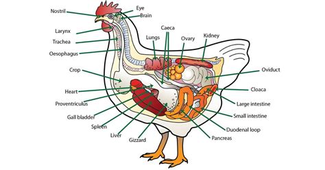 Gizzard Meaning Sinhala