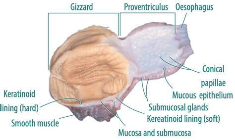 Gizzard Origin Meaning
