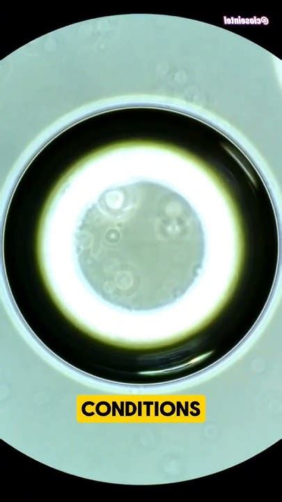 glacier water under a microscope