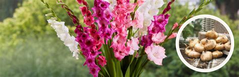 Gladiolus Flower Zone