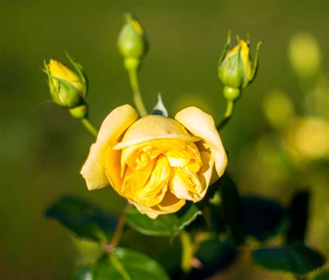 Glasgow Rose Flowers