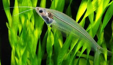 Glass Catfish Care Sheet Becomes Fairly Clear The Fish Is Known As A Fish
