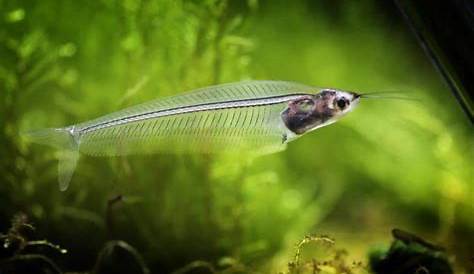 Glass Catfish Care The Kryptopterus Bicirrhis Is An Asian Of The Genus Kryptopterus Aquarium Fish Tropical Freshwater Fish