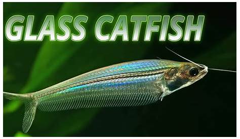 The Transparent Catfish Glass Catfish Aquarium Fish Animals