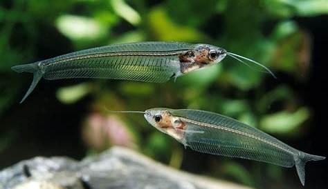 Glass Catfish Male Or Female Cat Fish Pair Difference Between And Youtube