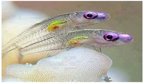 Transparent Fish Transparent Fish Sea Animals Colorful Fish
