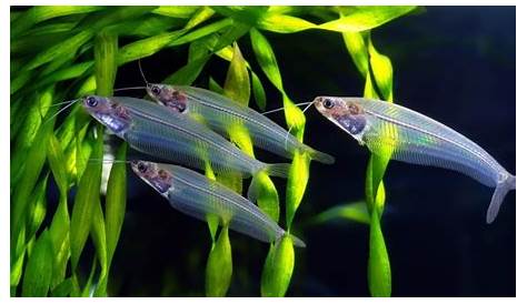 Glass Catfish Tank Mates The Transparent Aquarium Fish Animals
