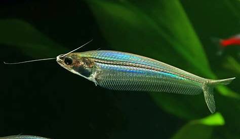 Glass Catfish Kryptopterus Tropical Fish Aquarium Aquarium Fish