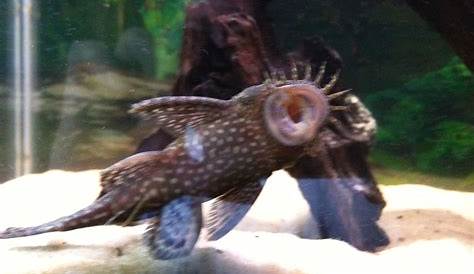 Glass Cleaner Fish Name Catfish In My 20 Gallon Neon Tank Tropical Aquarium Tropical Freshwater Tank