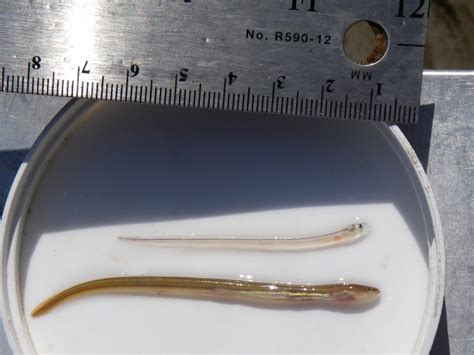 Glass Eels Vs Elvers