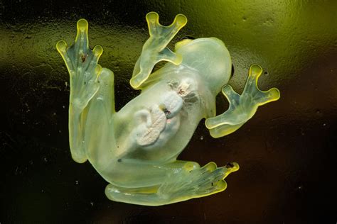 Glass Frog Physical Adaptations