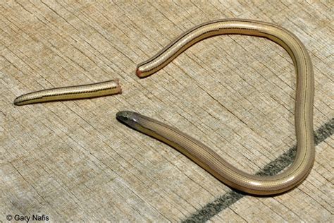 Glass Lizard Dropping Tail