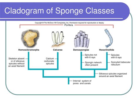 Glass Sponges Class
