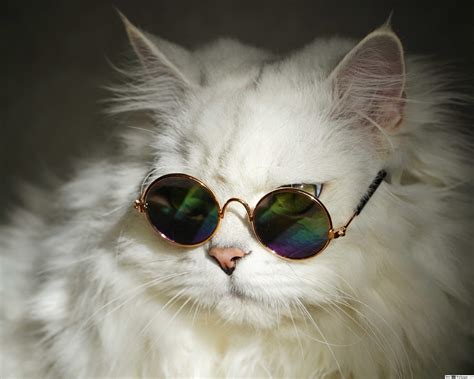 Glasses Cool Cat