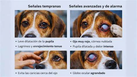 In dogs Symptoms Causes Treatment.