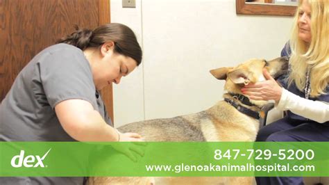 glen oak dog and cat hospital