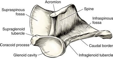 glenoid cavity of scapula dog