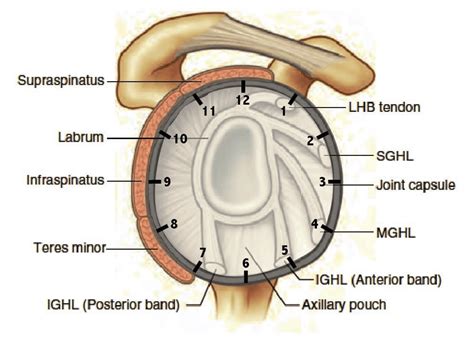glenoid labrum hip