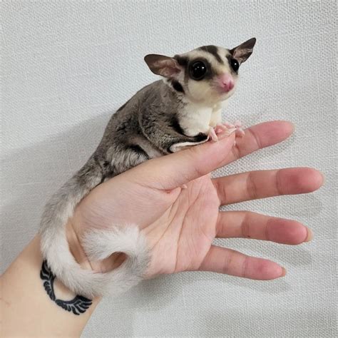 Gliders Pets For Sale