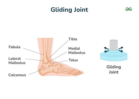 Gliding Joint Definition For Class 6