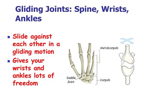 Gliding Joint Kid Definition