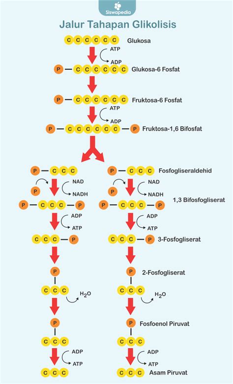 Pengertian dan Tahapan Glikolisis dalam Metabolisme Sel