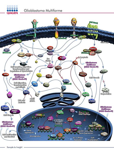 glioblastoma multiforme signaling