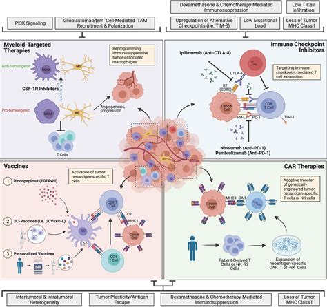 glioma tumor prognosis and immunotherapy