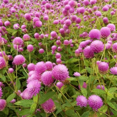 Globe Amaranth Buy