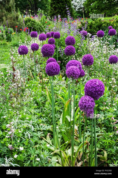 Globe Shaped Flowers