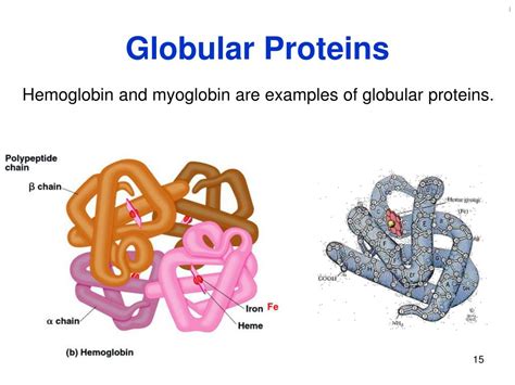 Globular Protein Examples